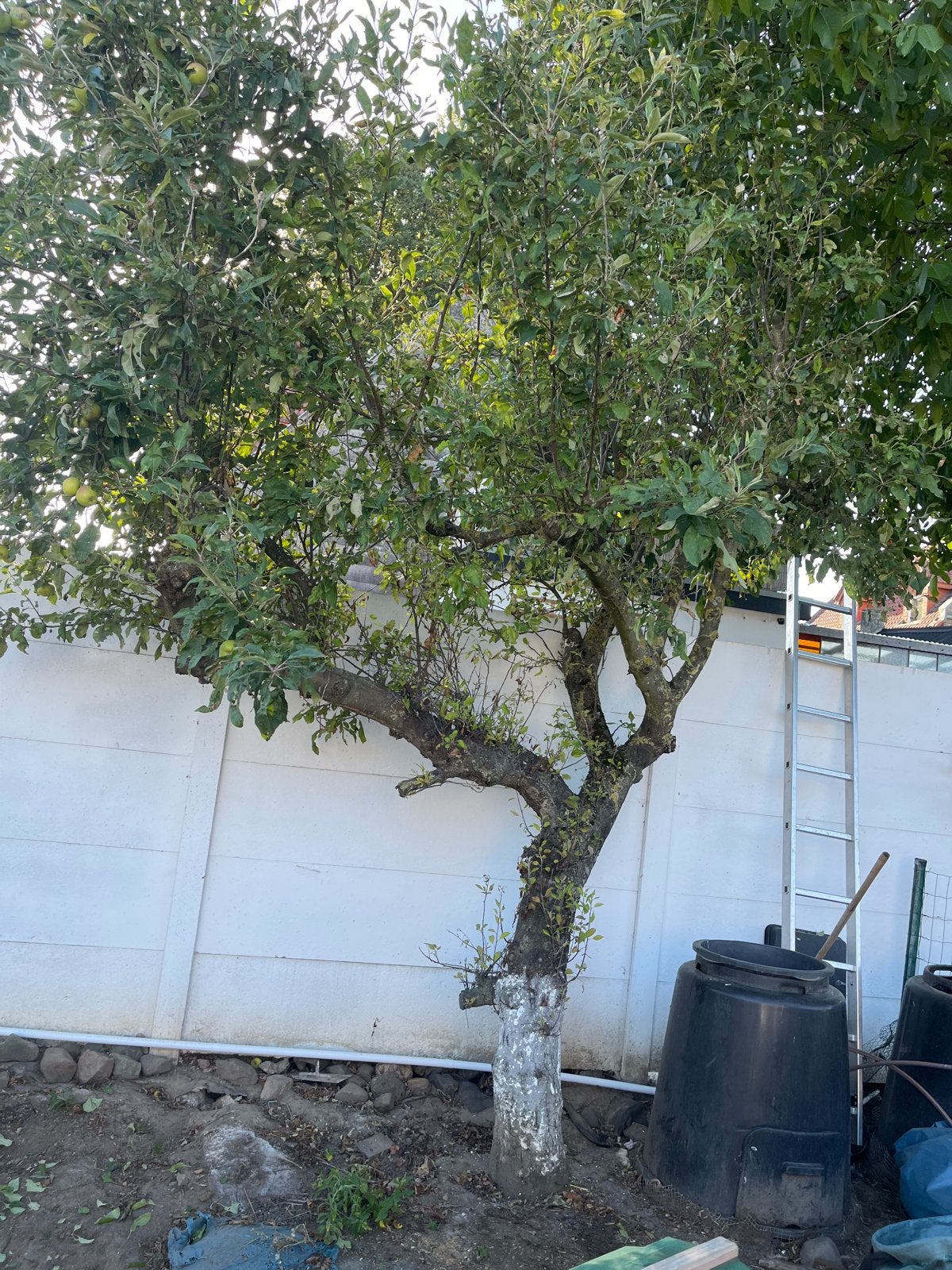 Gratis Appelboom zelf omkappen, Overige soorten, Lente, 250 tot 400 cm, Ophalen