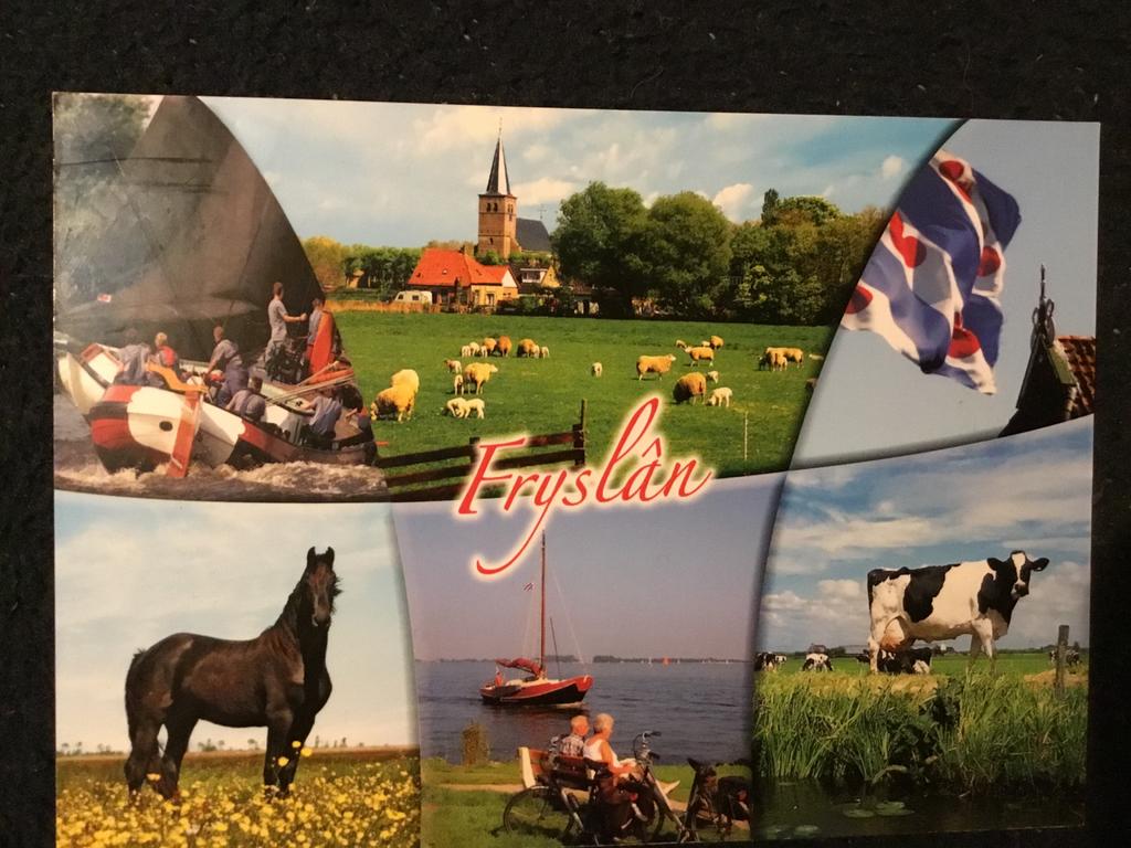 Ansichtkaart Fryslân - Fries paard en koe, Ophalen of Verzenden, 1980 tot heden, Ongelopen, Friesland