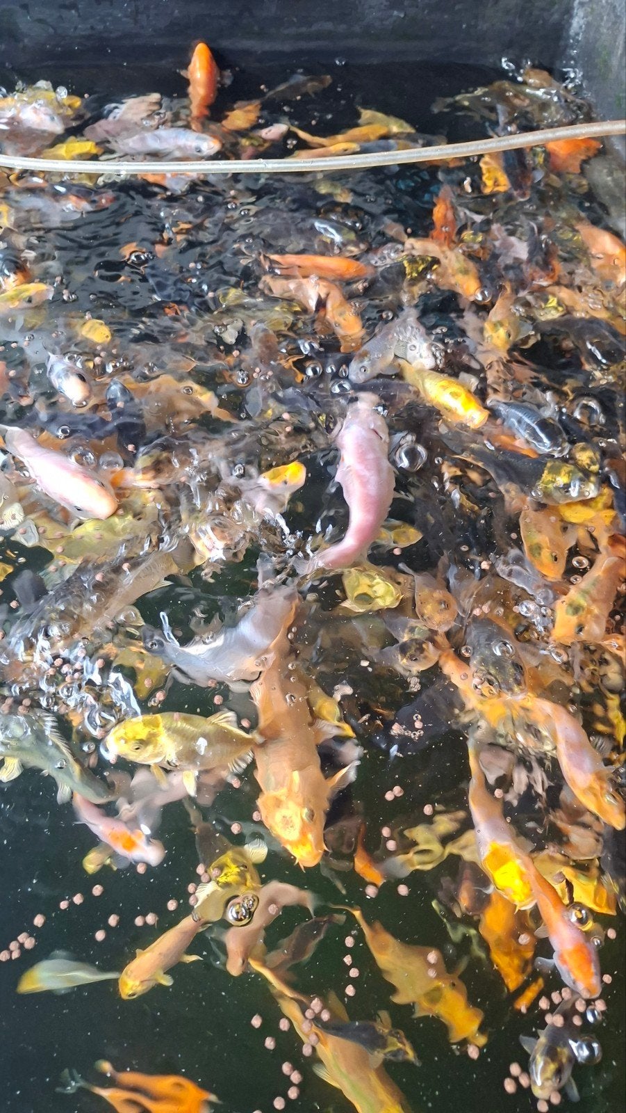 koi karpers, Dieren en Toebehoren, Karper of Koi