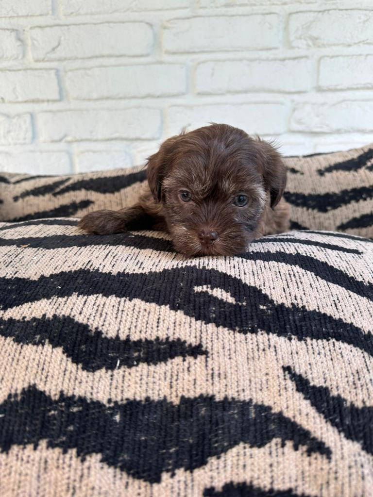 Boomer pups, Dieren en Toebehoren, Honden | Chihuahua's en Gezelschapshonden, Parvo, Nederland, Overige rassen, 8 tot 15 weken