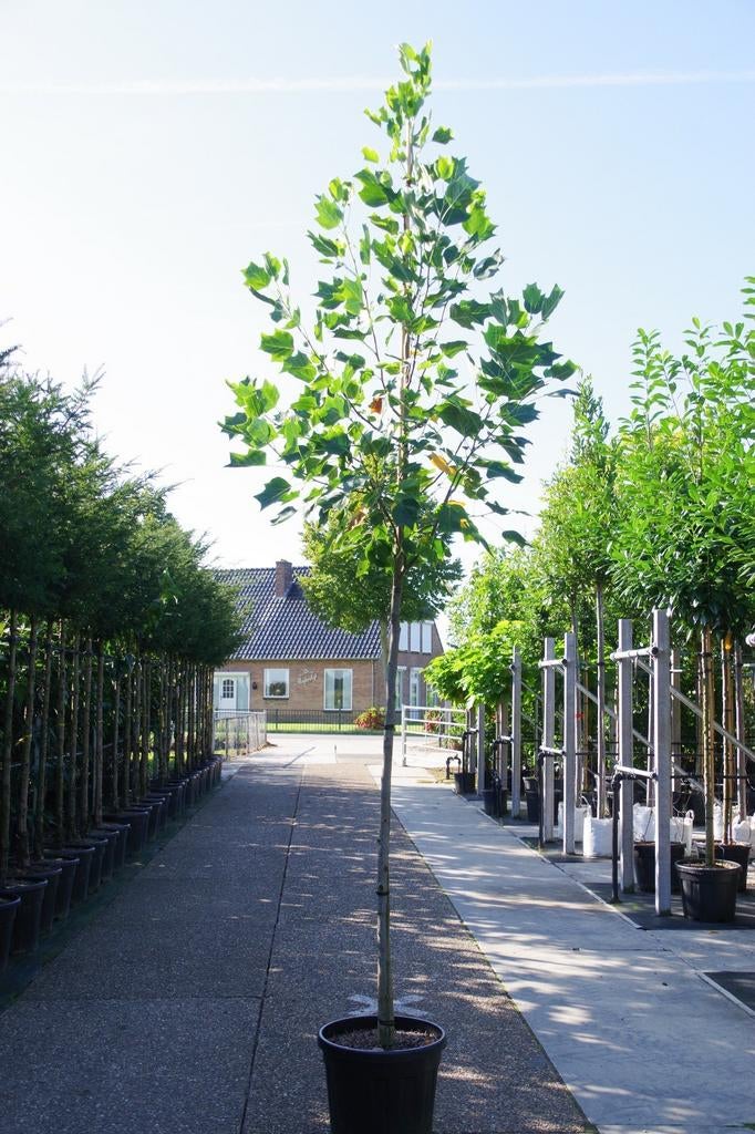 tulpenboom liriodendron tulipifera aureomarginat, Overige soorten, Zomer, Ophalen, Volle zon
