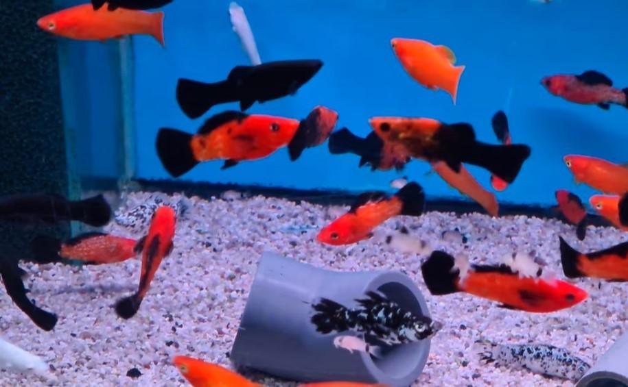 Balloon Molly mix - Koidreams Viswekerij, Dieren en Toebehoren, Vis, Zoetwatervis