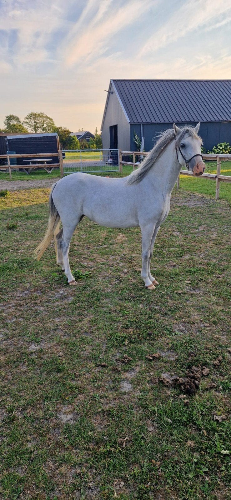Super mooie luxe Welsh A pony, Dieren en Toebehoren, Pony's, Merrie, A pony (tot 1.17m), 0 tot 2 jaar