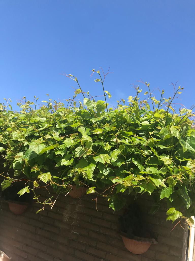 Mooie druiven bladeren plukken, Ophalen, Overige soorten, Volle zon