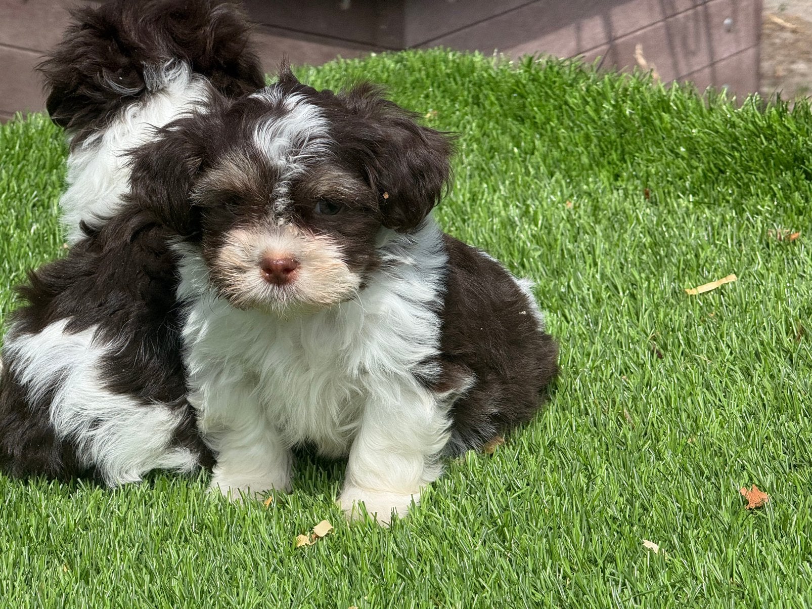 Boomer maltezer shih tzu x havanezer pups, Nederland, Parvo, Overige rassen, 8 tot 15 weken
