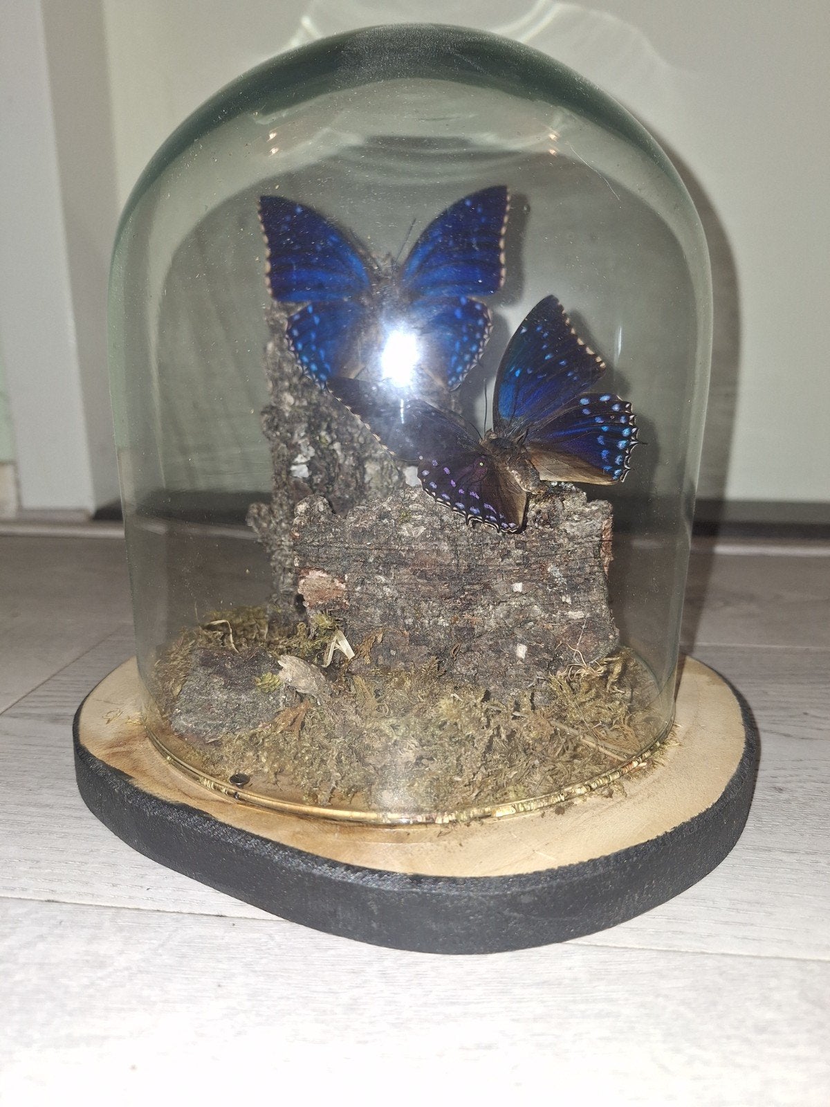 Opgezette vlinders Charaxes Tiridates in stolp, Ophalen of Verzenden, Nieuw, Insect, Opgezet dier
