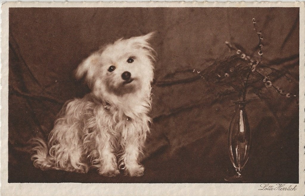 Fotokaart Lotte Herrlich – hondje, Ophalen of Verzenden, 1920 tot 1940, Gelopen, Kinderen