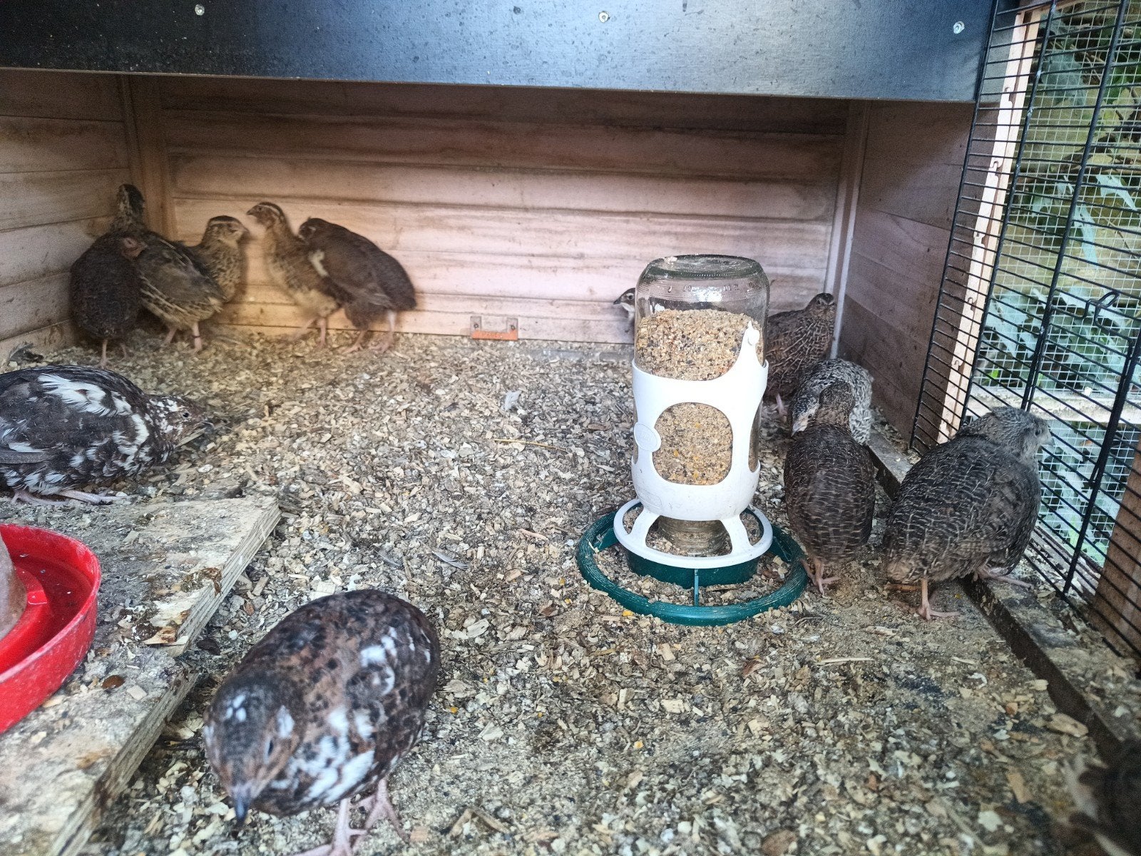 Te koop Japanse kwartels, Dieren en Toebehoren, Vrouwelijk, Overige soorten