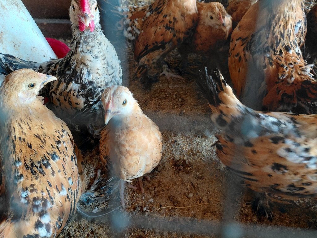 Sabelpoot kuikens, Meerdere dieren, Kip