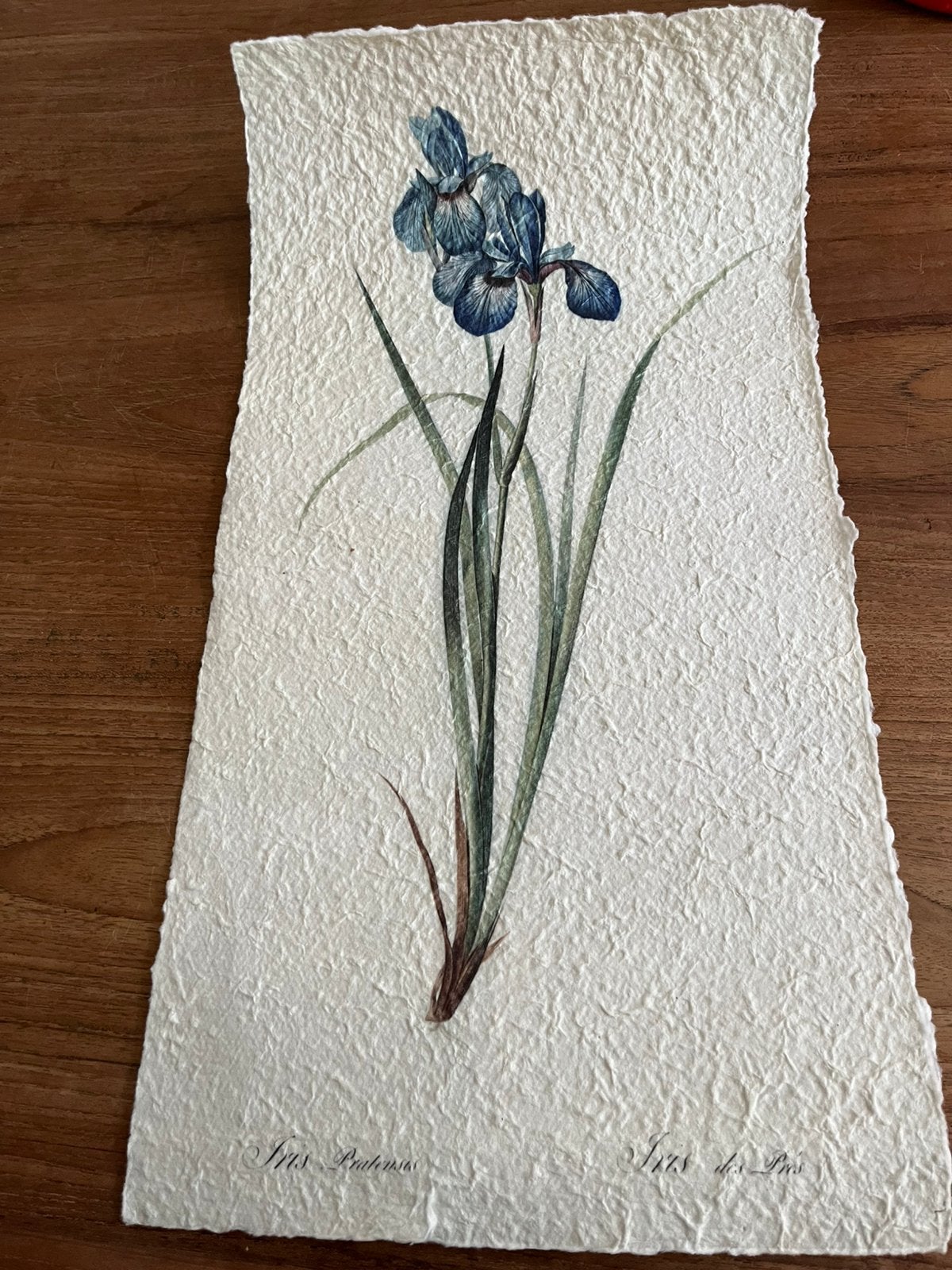 Iris op scheppapier, Ophalen, Zo goed als nieuw