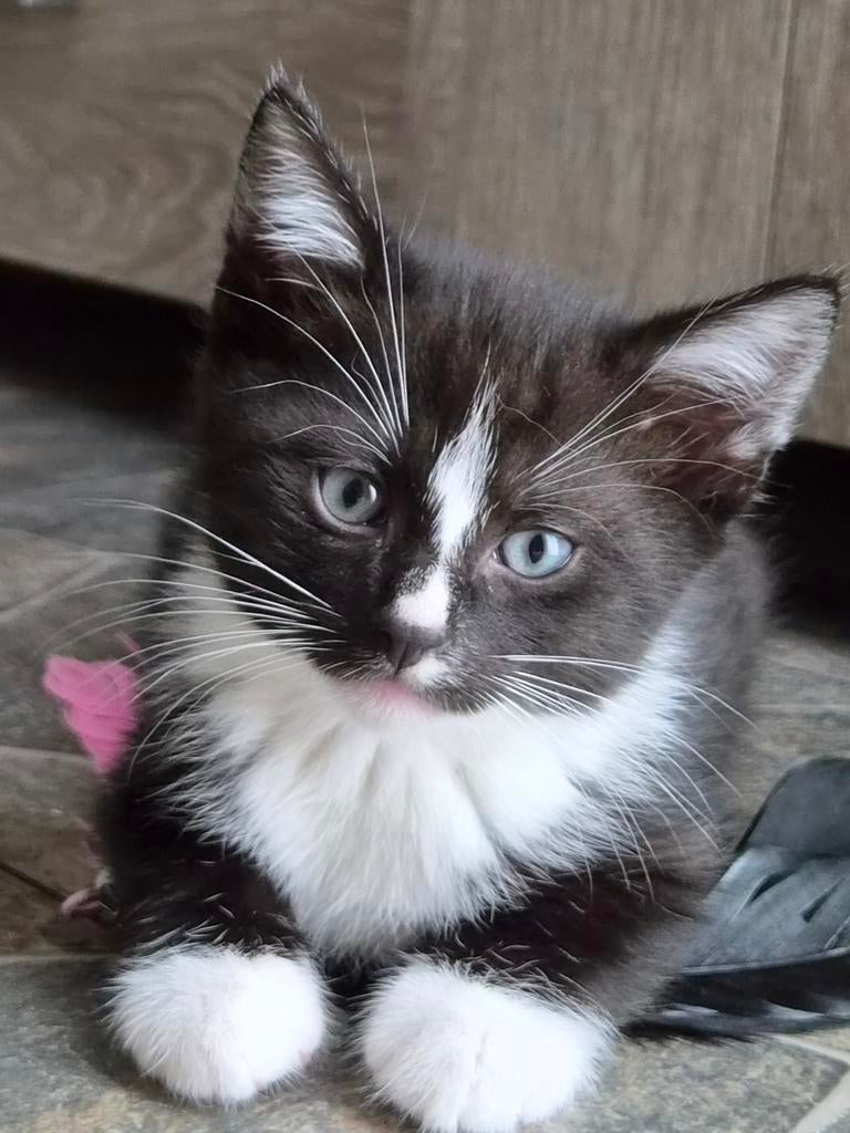 Mooie mix ragdoll / Britse korthaar ( Tabby )
/ maine coon., Dieren en Toebehoren, Poes