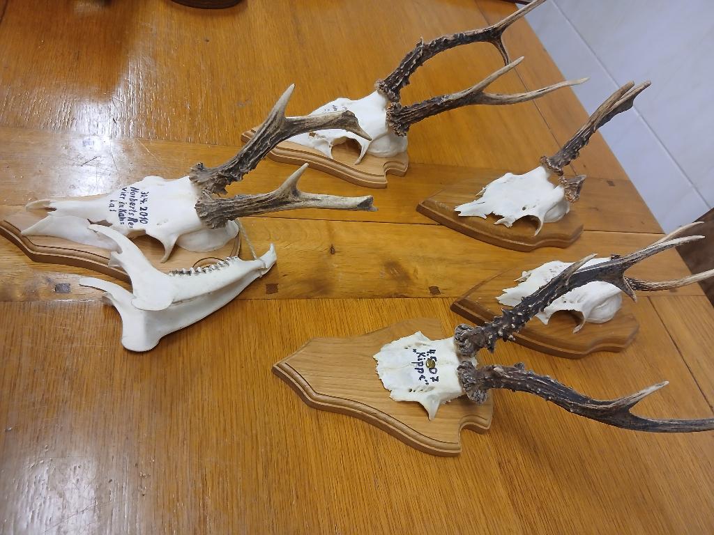 5 geweitjes op hout - hert - 2, Verzamelen, Dierenverzamelingen, Verzenden, Gebruikt, Hert, Opgezet dier