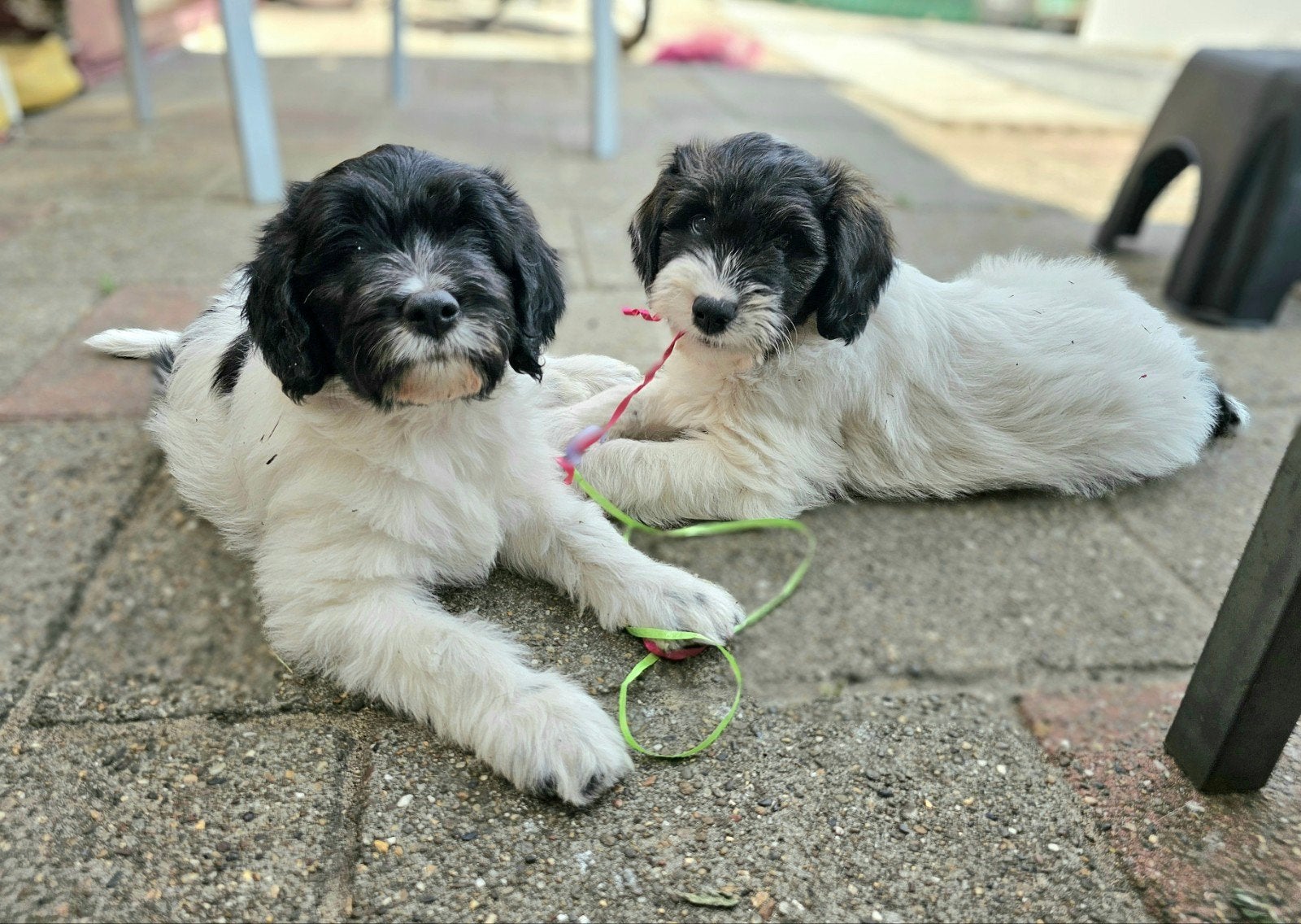 Nog twee lieve doodle-mix reutjes beschikbaar, Parvo, Overige rassen, 8 tot 15 weken, Meerdere