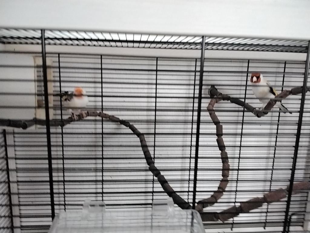 Koppel putters te koop, Dieren en Toebehoren, Meerdere dieren, Wildzangvogel