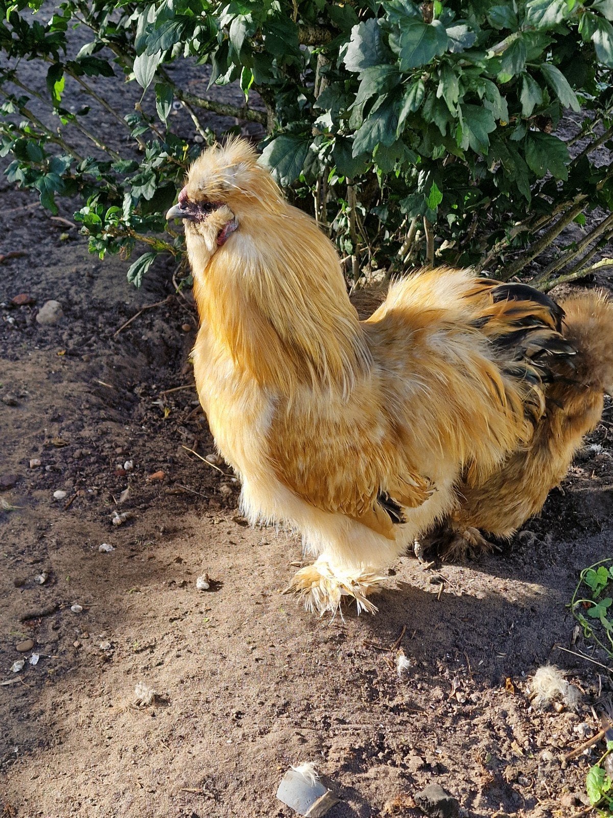 zijdehoender haan, Dieren en Toebehoren