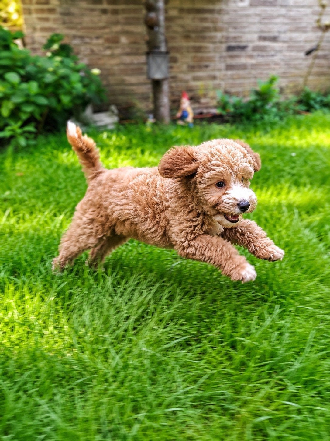 Lieve Maltipoo x Cockapoo pups 5 teefjes 1 reutje, Parvo, Overige rassen, 8 tot 15 weken, Meerdere dieren