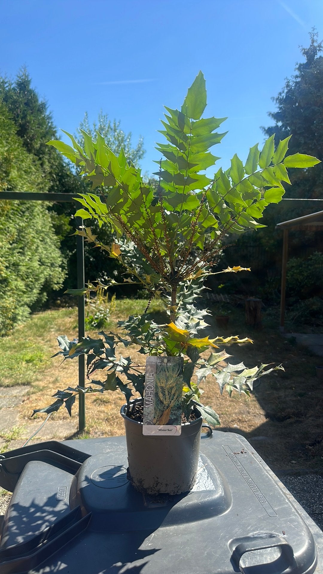 Mahonia Winter Sun boom, Ophalen, Volle zon, Overige soorten