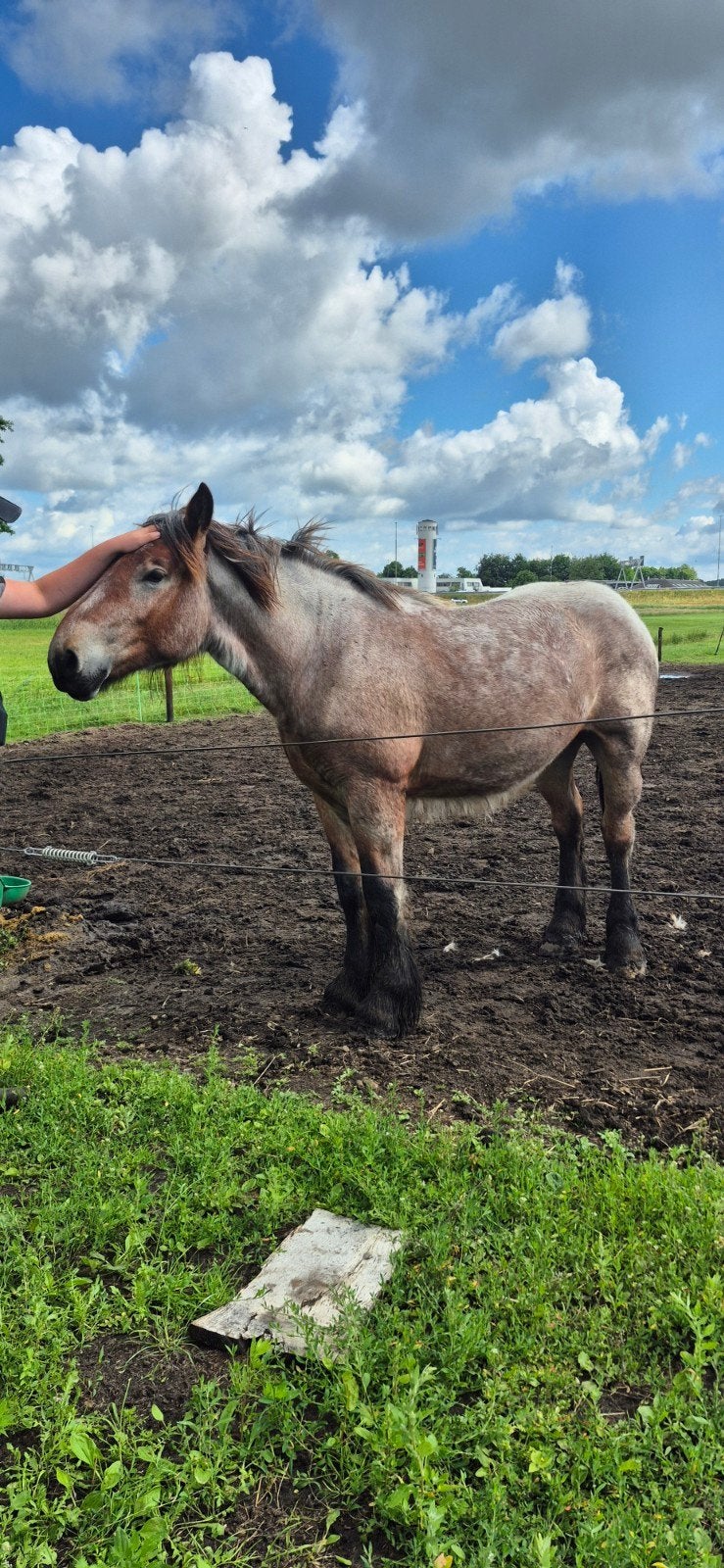 Koudbloed merrie jaarling, Dieren en Toebehoren, Paarden, Merrie, Minder dan 160 cm, 0 tot 2 jaar
