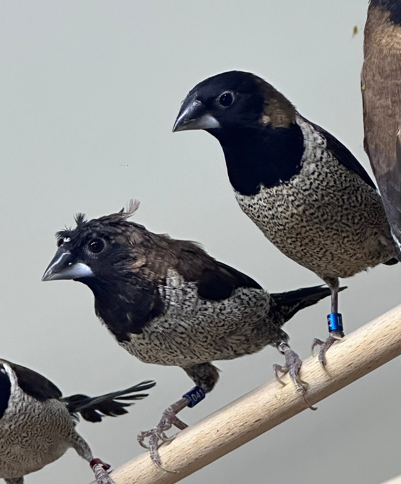 Molukse bronzeman pop met kuif, Vrouwelijk