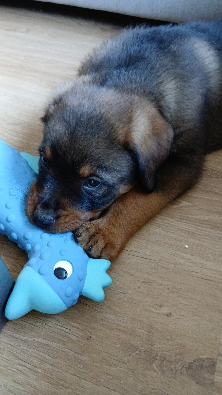 Lief rottweiler x herder teefje 12 weken oud, Dieren en Toebehoren, Parvo, Overige rassen, 8 tot 15 weken, Teef