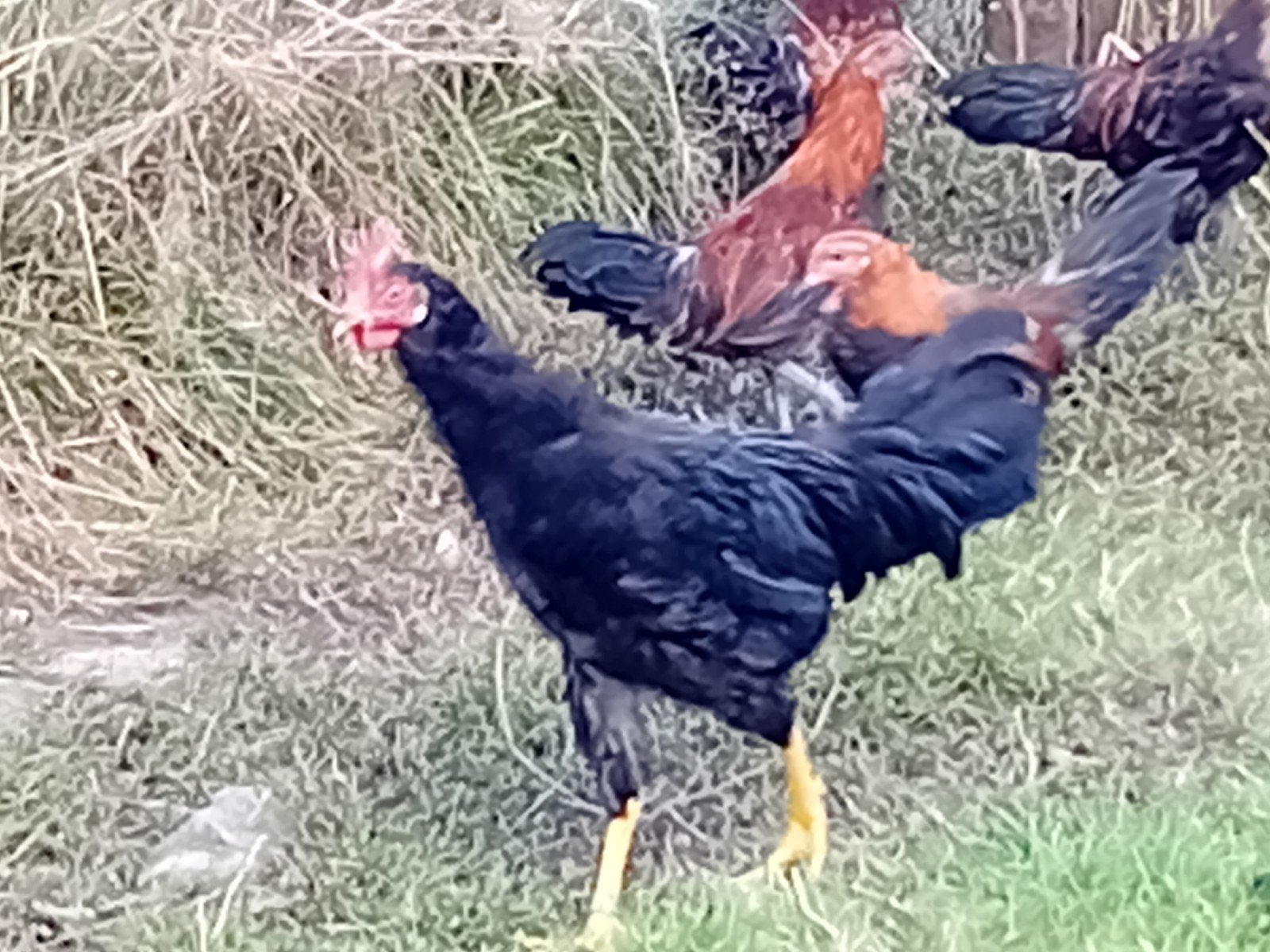 jonge haantjes zwarte leghorn, Dieren en Toebehoren, Mannelijk, Kip