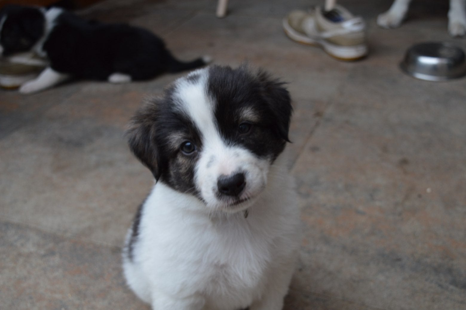 kruising Australian Shepherd puppy's, Dieren en Toebehoren, Honden | Herdershonden en Veedrijvers, 8 tot 15 weken, Meerdere, Meerdere dieren