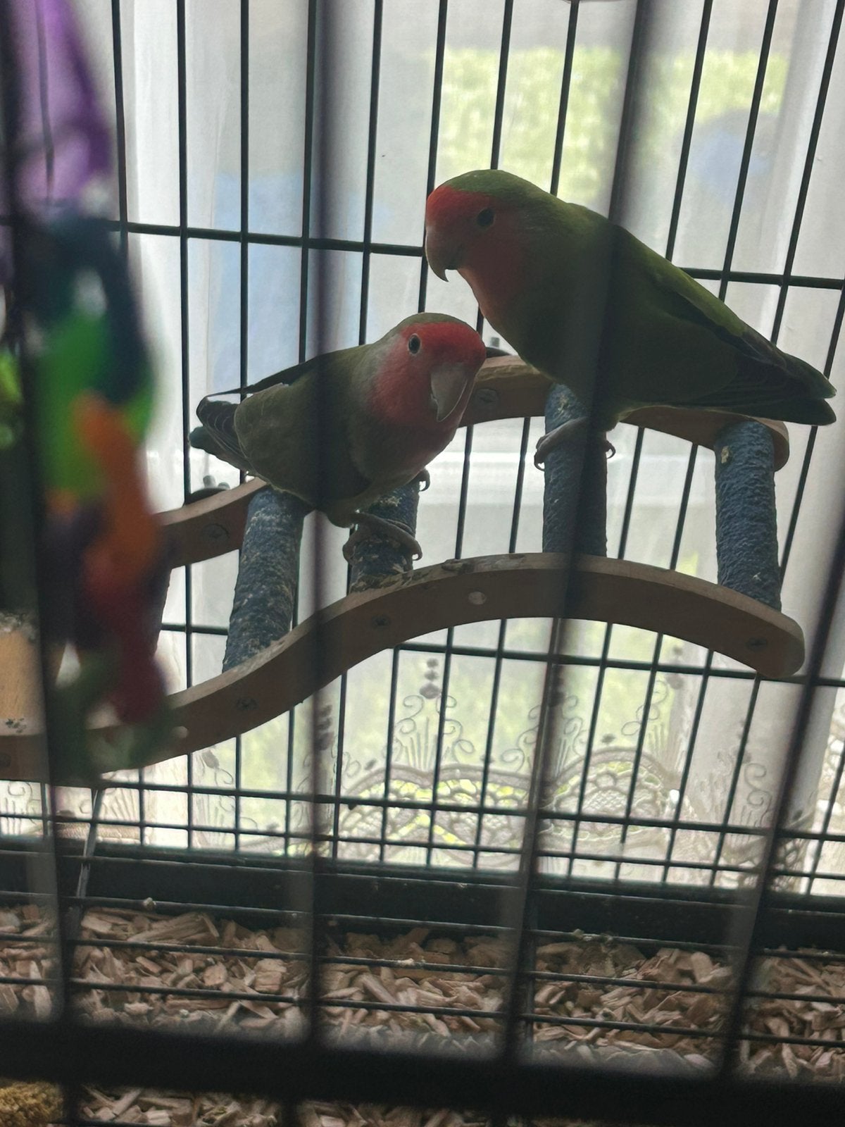 2 agapornisjes, Dieren en Toebehoren, Vogels | Parkieten en Papegaaien, Dwergpapegaai of Agapornis