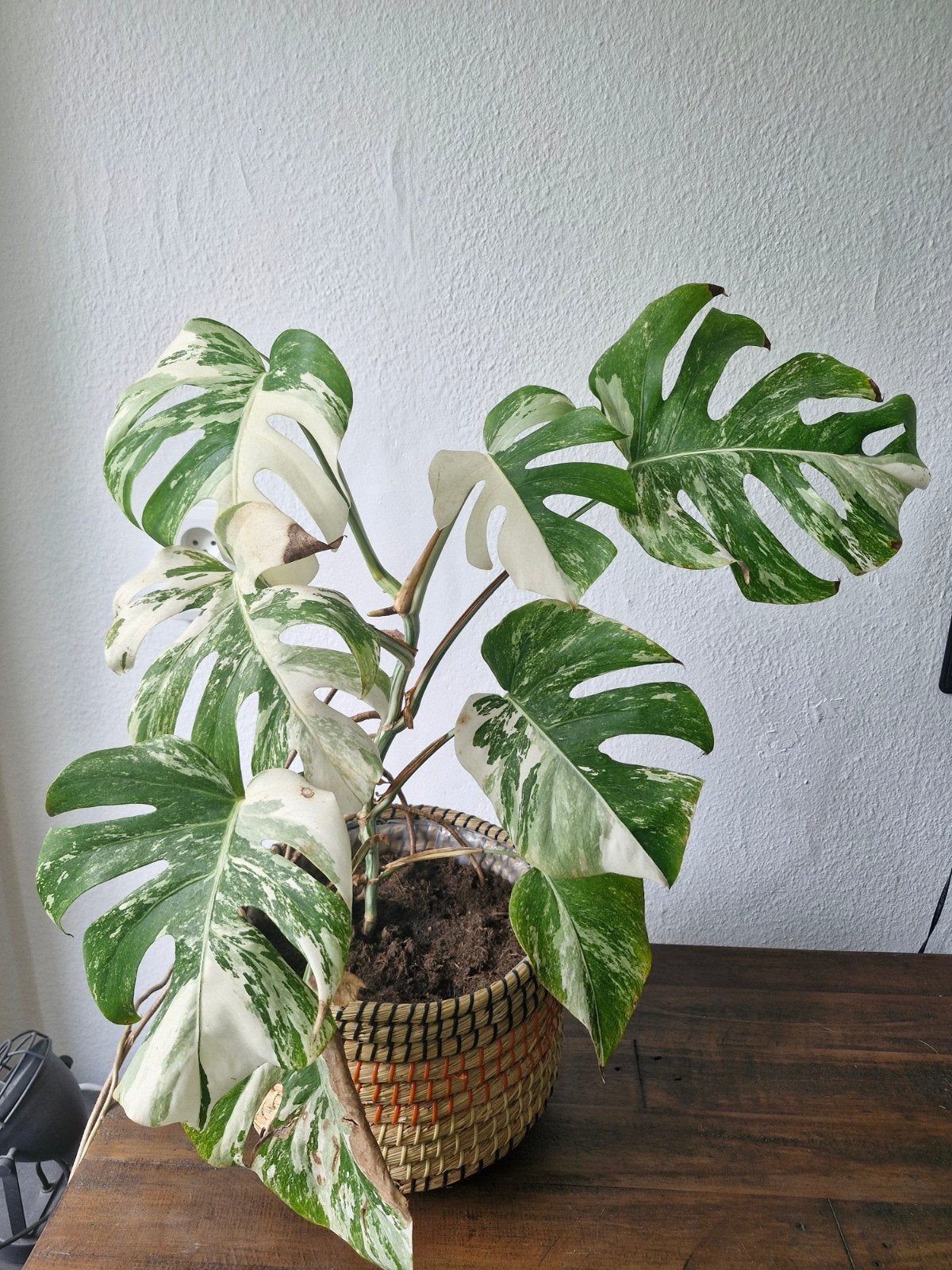 Monstera albo variegata, Ophalen