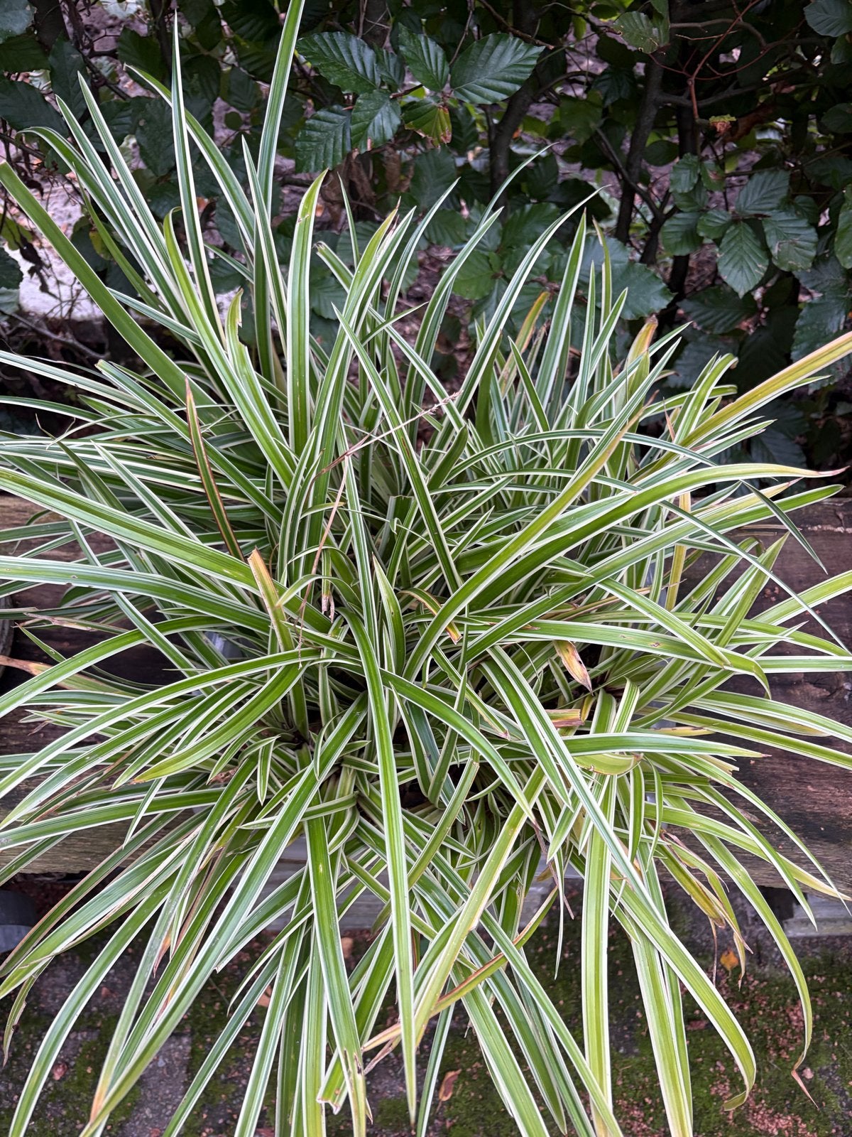 Carex morrowii grassen, winterhard, Ophalen, Vaste plant, Siergrassen, Bloeit niet