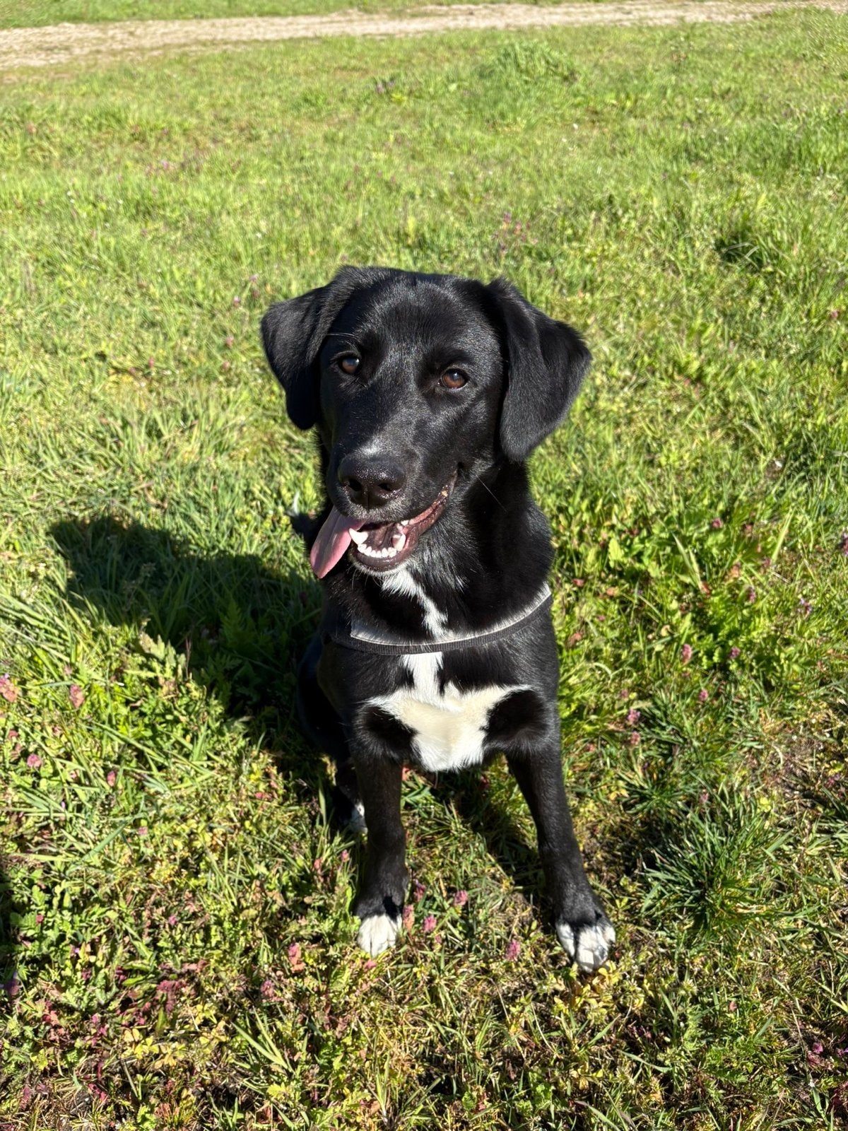 Te koop: Lieve actieve Border-Collie / Labrador (9 maanden), Parvo, 15 weken tot 1 jaar, Reu, Groot