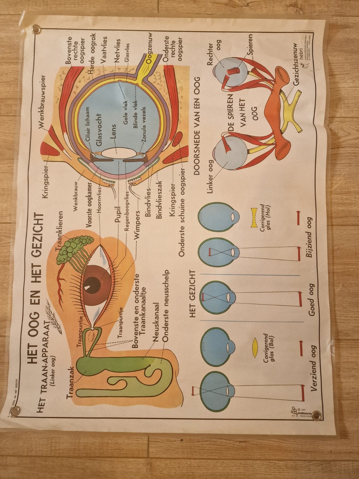 Vintage dubbelzijdige anatomische schoolplaat – Hebri, Ophalen of Verzenden, Overige landen