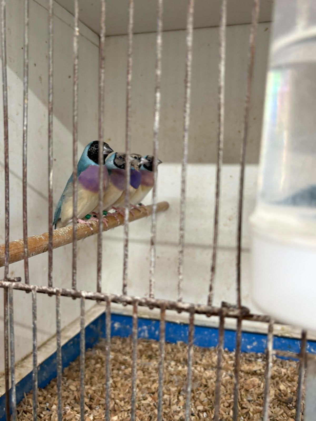5 koppels blauwe Gouldamadine, Meerdere dieren, Geringd