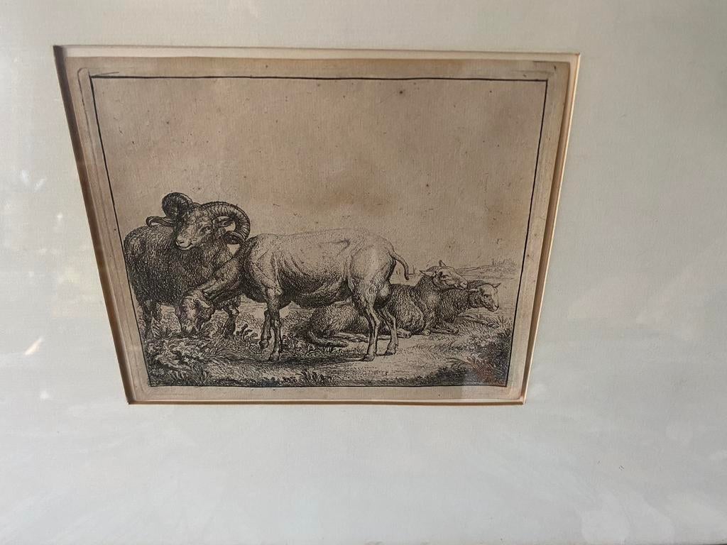 Ram, Simon de Vlieger, Ophalen of Verzenden