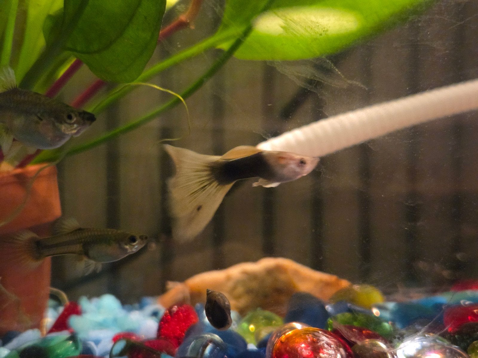 (baby) guppy's! “Half Black Yellow”, Vis