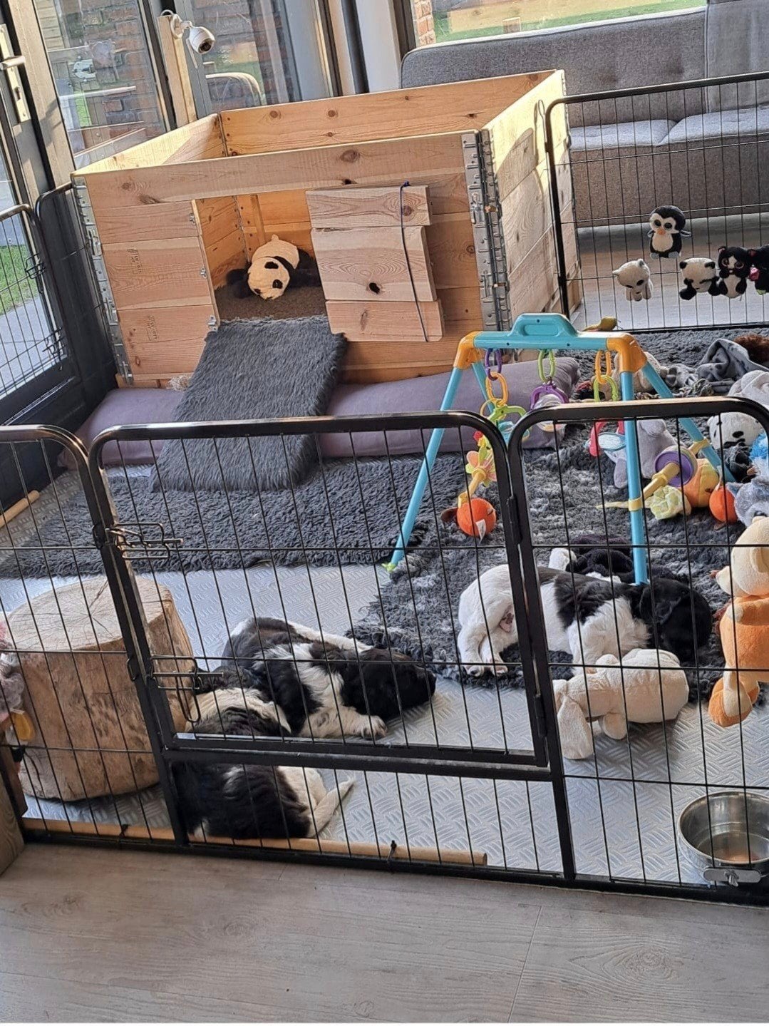 Werpkist middelgrote hond incl puppyren en alle toebehoren, Dieren en Toebehoren, Hondenhokken, Ophalen of Verzenden, Zo goed als nieuw