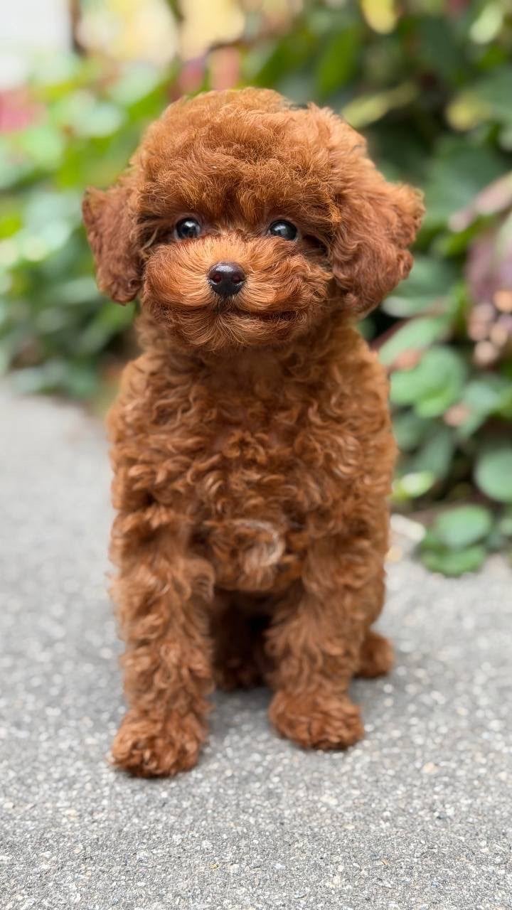 Toy Poodle Roodbruin Reu • Little Lemon • Stamboom, Reu, 8 tot 15 weken, Buitenland, Eén hond