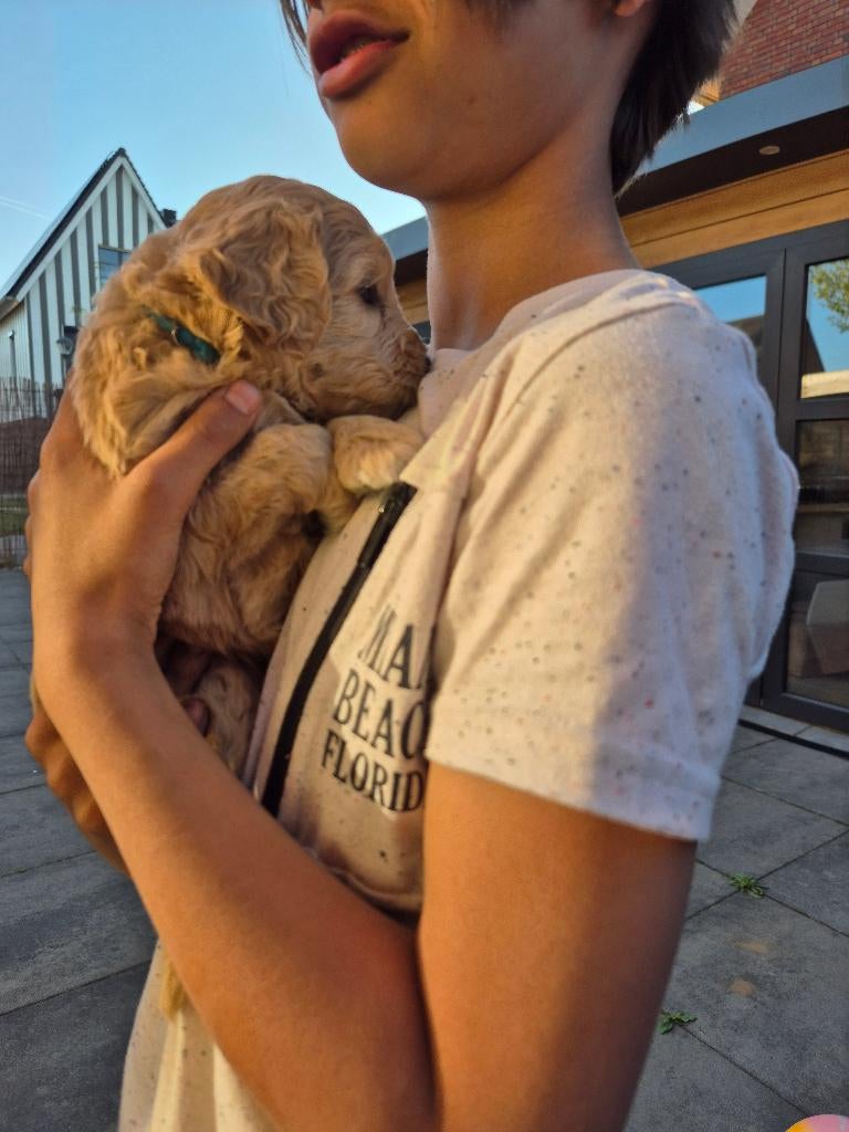 Medium Australian labradoodle puppys + stamboom achtergrond, Dieren en Toebehoren, Honden | Niet-rashonden, 8 tot 15 weken, Meerdere