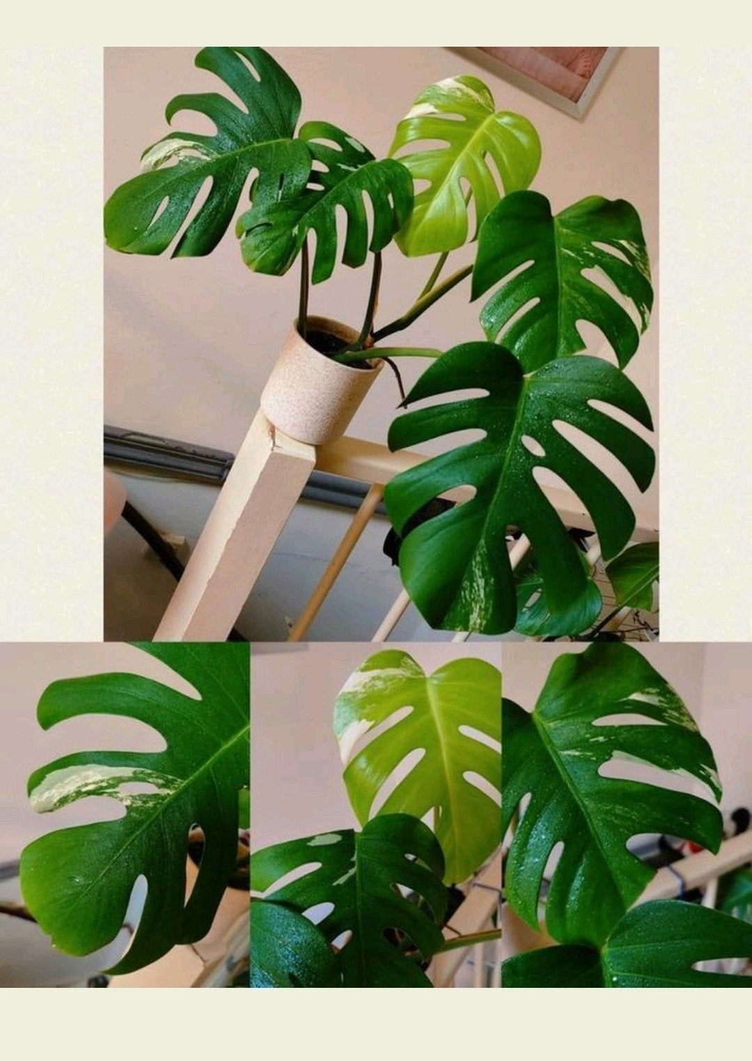 Monstera variegata, Ophalen, Halfschaduw, Minder dan 100 cm