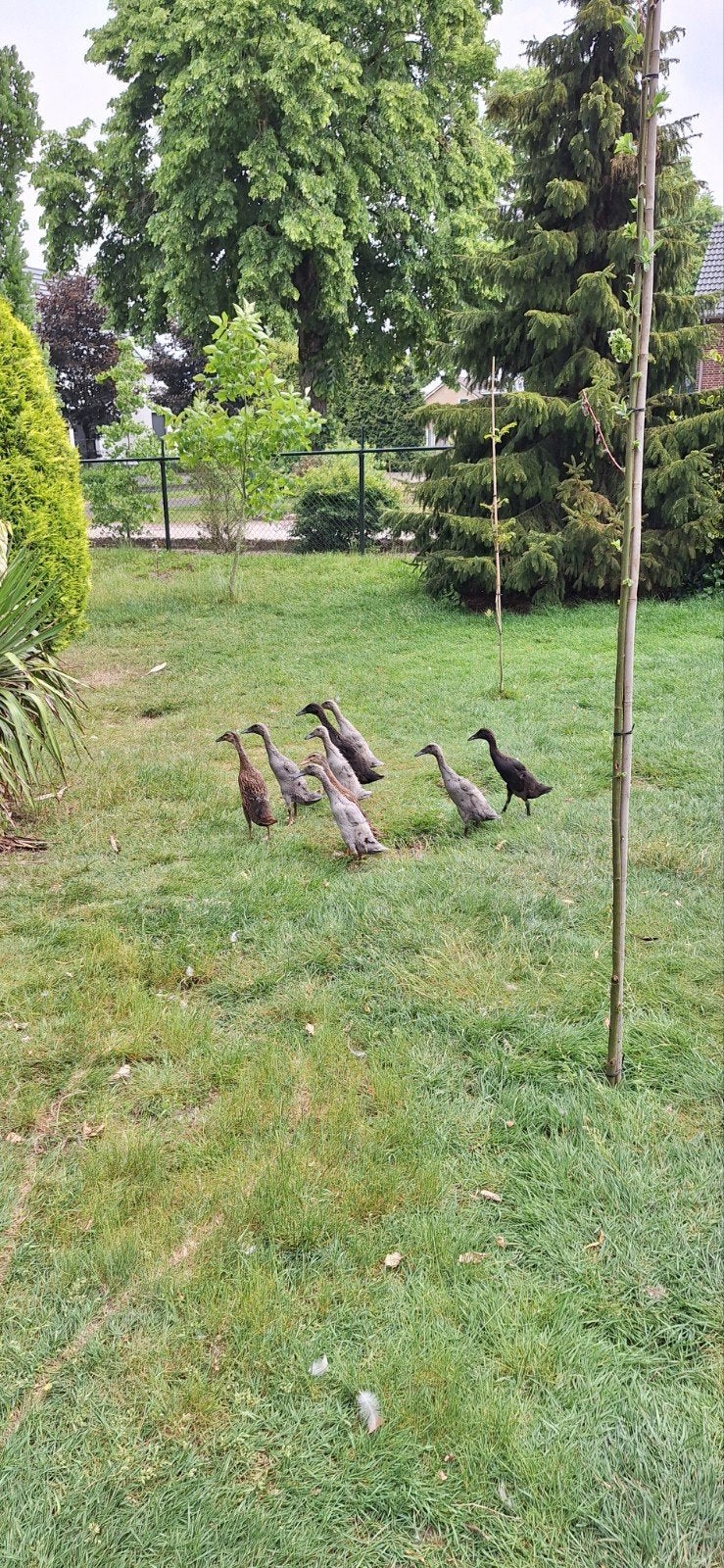 Indische loopeenden, Meerdere dieren, Eend