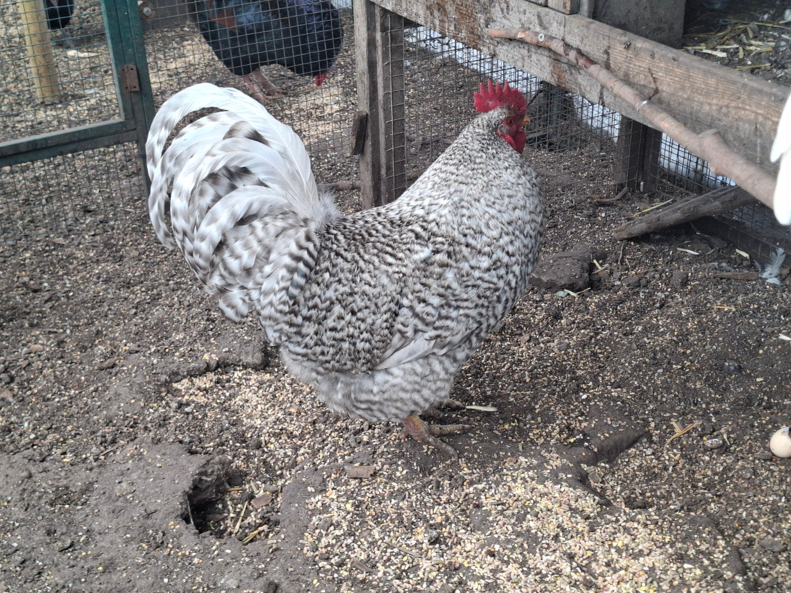 Kippenopvang zoekt goede plek voor deze mooie, forse haan!, Dieren en Toebehoren, Pluimvee, Mannelijk, Kip