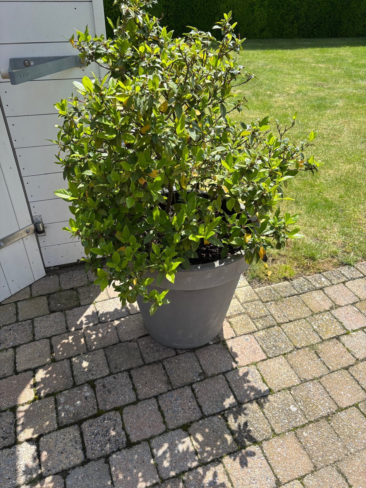 Kunststof bloempot met plant, Ophalen, Liguster, Minder dan 100 cm