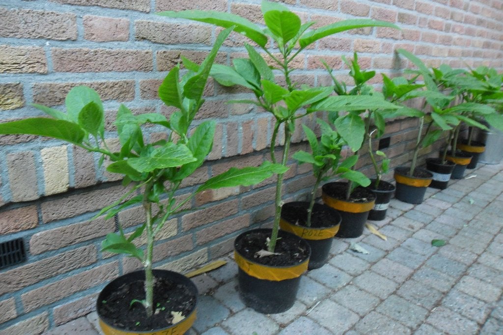 stekjes brugmansia - engelentrompet, Eenjarig, Halfschaduw, Zomer, Ophalen
