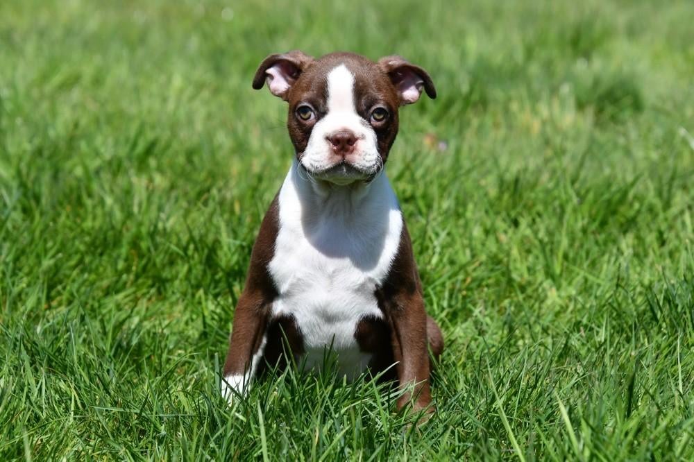 Boston Terriër pups te koop, Dieren en Toebehoren, 15 weken tot 1 jaar, Buitenland, Parvo, Eén hond