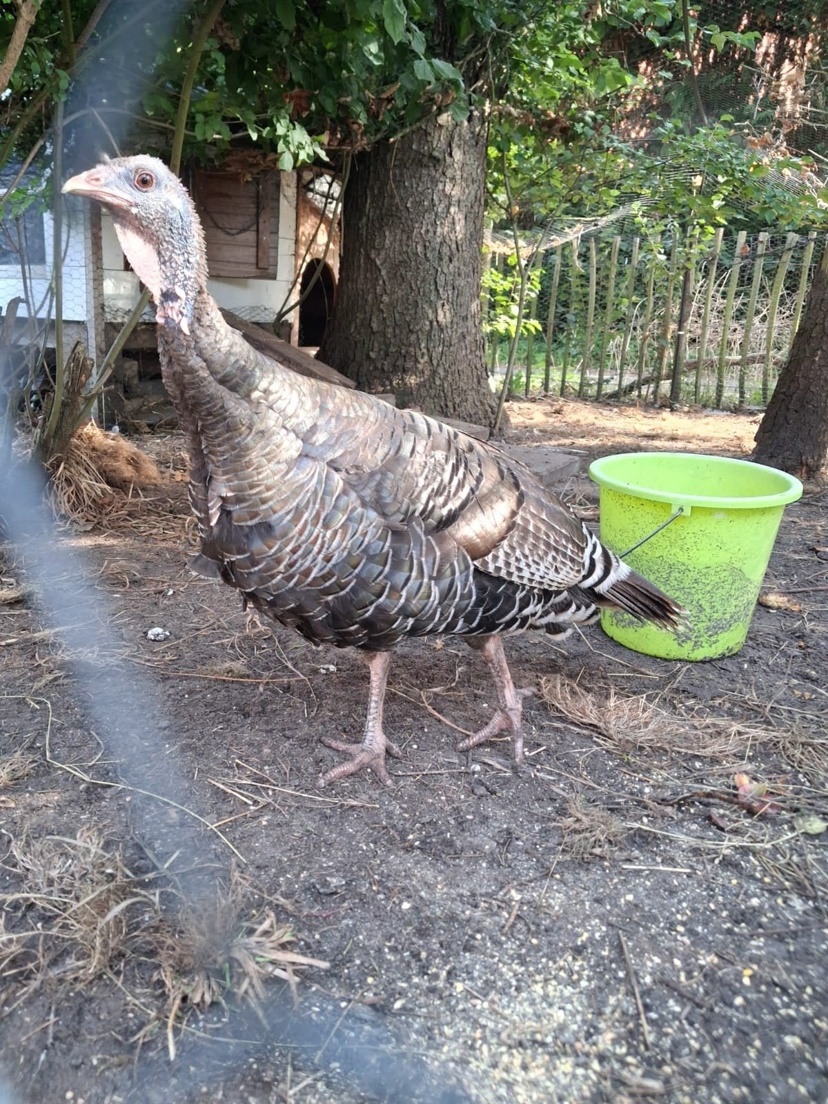 kalkoen hen 1 jaar, Dieren en Toebehoren, Vrouwelijk, Kalkoen