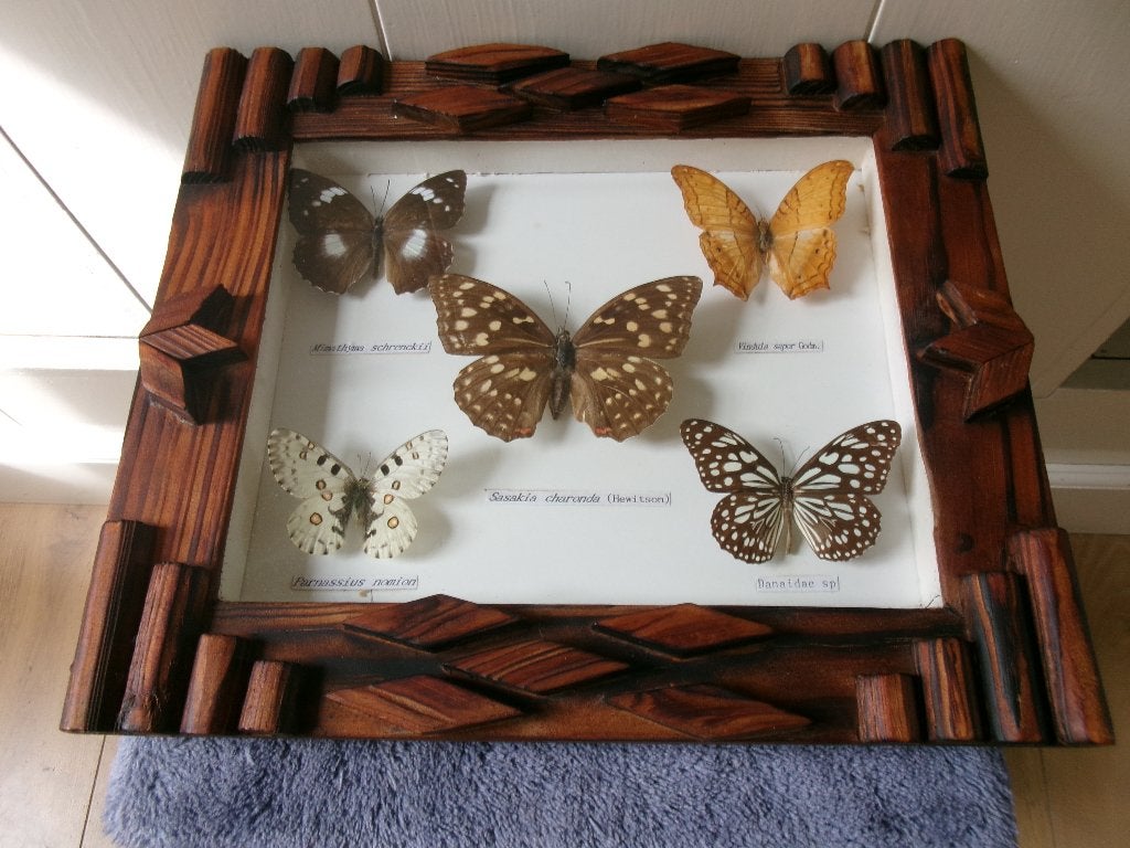 Prachtig houten kastje met vijf opgezette vlinders, Ophalen of Verzenden, Zo goed als nieuw, Insect, Opgezet dier