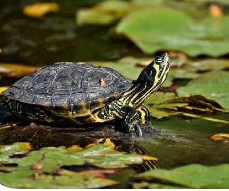 GEZOCHT! Waterschildpad(den), Kikker(s), Dieren en Toebehoren, Amfibie, 0 tot 2 jaar