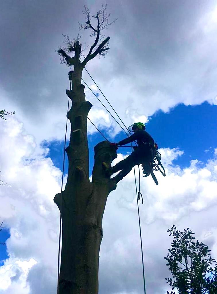 Foto 6 van Boom kappen, boom verwijderen & boomverzorging