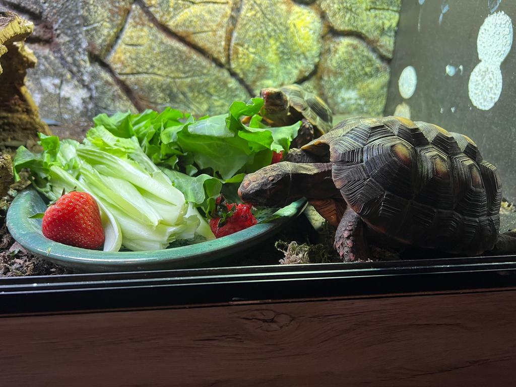 2 Kolenbranderschildpadden (Chelonoidis carbonaria, unsexed) Tortoise - unknown for sale from kim