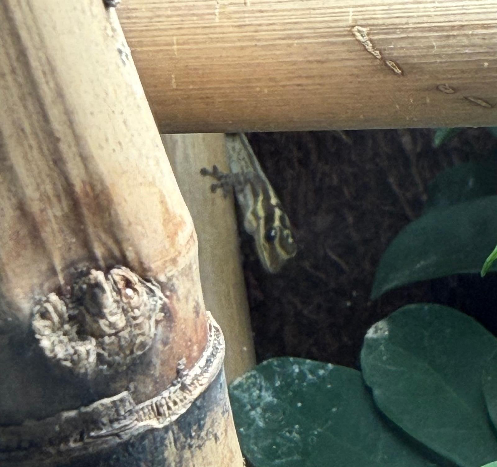 1.0 Lygodactylus kimhowelli 2025, Dieren en Toebehoren, Reptielen en Amfibieën, Hagedis, 0 tot 2 jaar