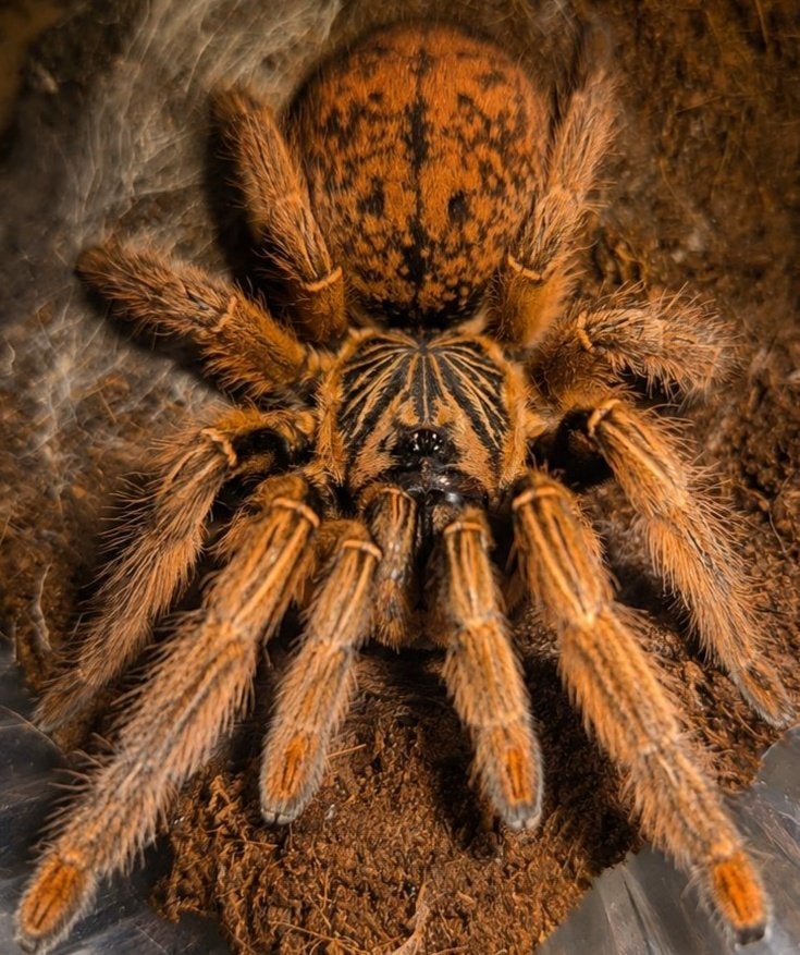 Vogelspinnen, Avicularia , Metallica , caribena ,brachypelma, Spin of Schorpioen